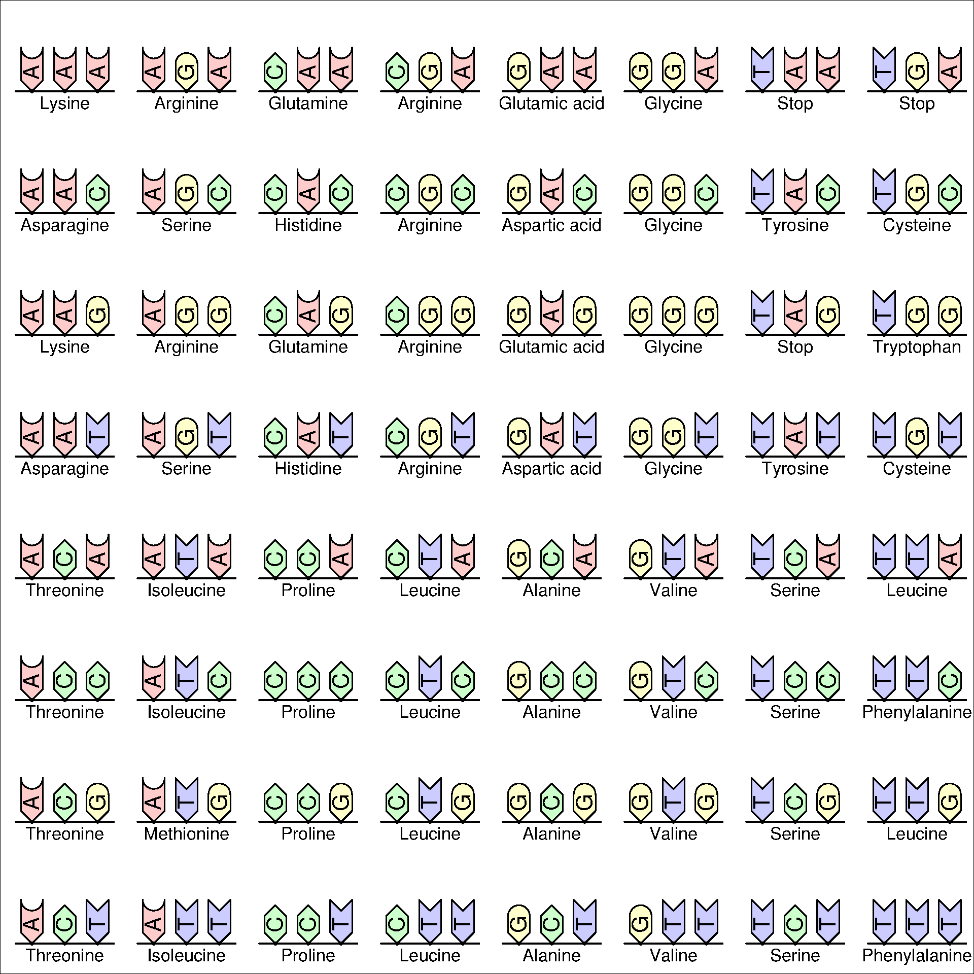 DNA code